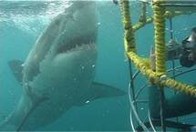 Great White Shark Cage Diving